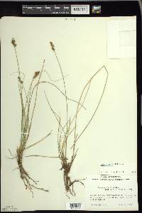 Carex sterilis image