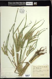 Carex schweinitzii image