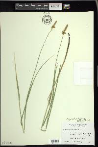 Carex sartwellii image