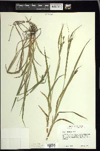 Carex scabrata image