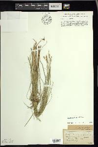 Carex sterilis image