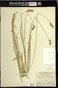 Carex projecta image