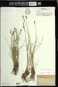 Carex sterilis image