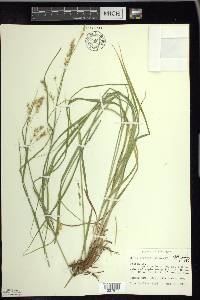 Carex sprengelii image