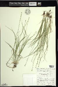 Carex radiata image