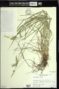 Carex sprengelii image