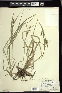 Carex scabrata image