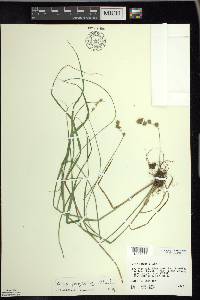 Carex projecta image