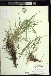 Carex sprengelii image