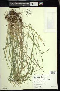 Carex sprengelii image