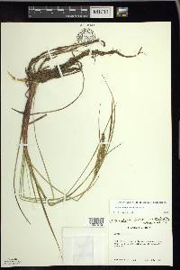 Carex rostrata image