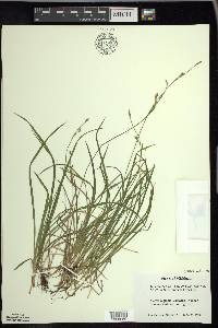 Carex vaginata image