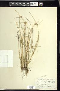 Carex viridula image