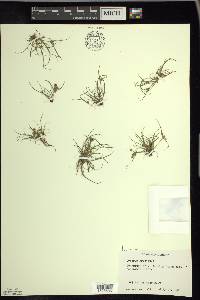 Cyperus squarrosus image