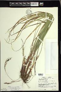 Carex virescens image