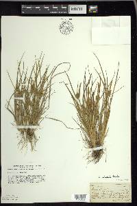 Carex viridula image