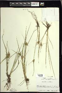 Carex viridula image