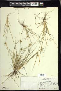 Carex viridula image