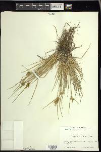 Carex viridula image