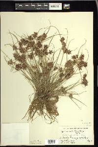 Cyperus bipartitus image