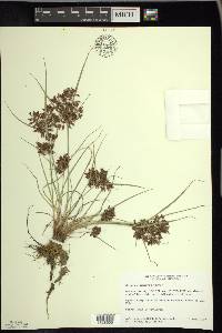 Cyperus diandrus image