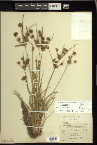 Cyperus houghtonii image