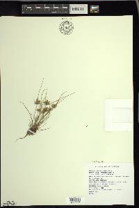 Cyperus flavescens image