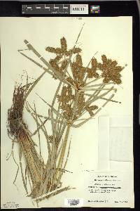 Cyperus erythrorhizos image