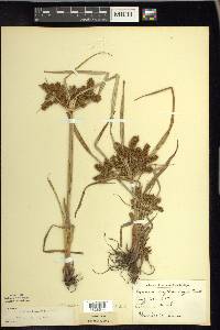 Cyperus erythrorhizos image