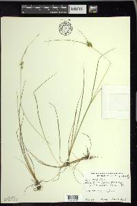 Carex viridula image