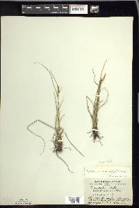 Carex viridula image