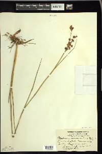 Cladium mariscoides image