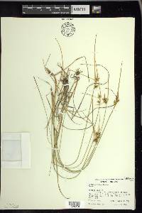 Carex viridula image