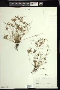 Cyperus bipartitus image