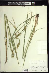 Carex vesicaria image