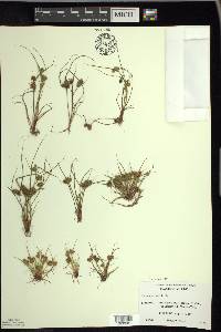 Cyperus squarrosus image