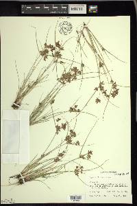 Cyperus bipartitus image