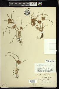 Cyperus engelmannii image