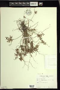 Cyperus bipartitus image