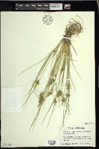 Carex viridula image