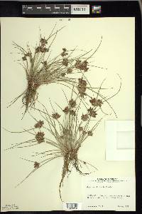 Cyperus bipartitus image