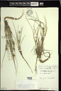 Carex viridula image