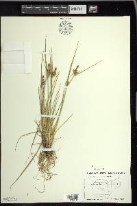 Carex viridula image