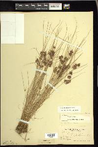 Cyperus diandrus image