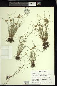 Cyperus flavescens image