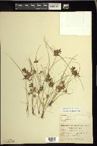 Cyperus bipartitus image