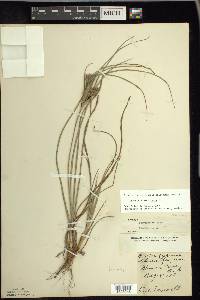 Cyperus schweinitzii image