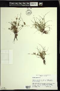 Cyperus squarrosus image