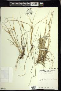 Carex viridula image