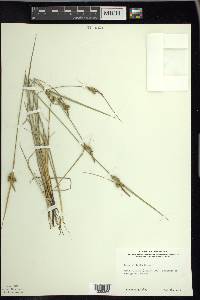 Carex viridula image